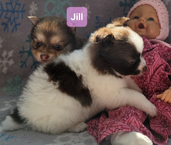 Adorable Pomsky puppies born Jan 29, 2022. Call 231 924 4696