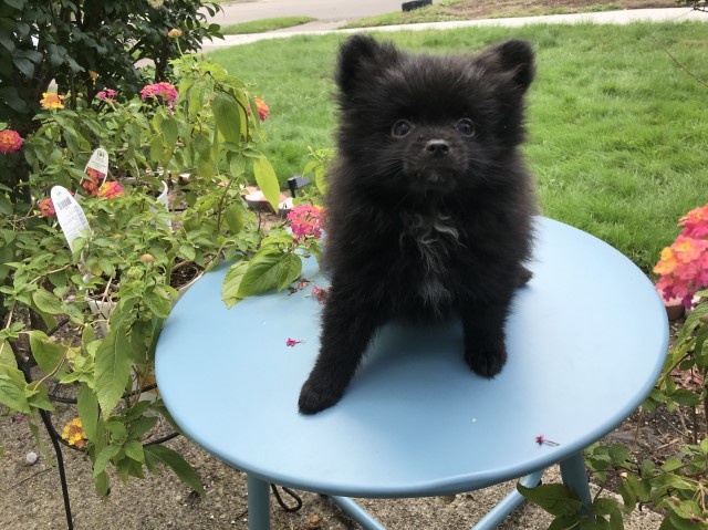 10 week old Black w/white markings Pomeranian