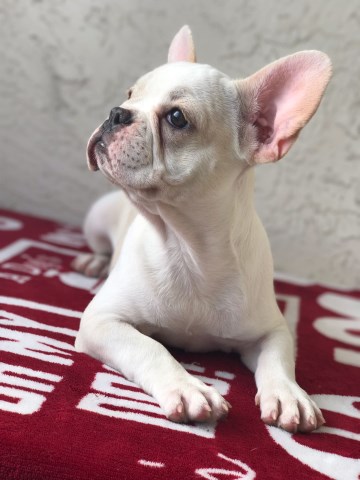 French Bulldog puppy for sale + 48808