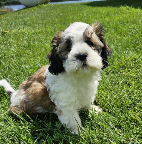 Shihtzu mix Puppies for sale
