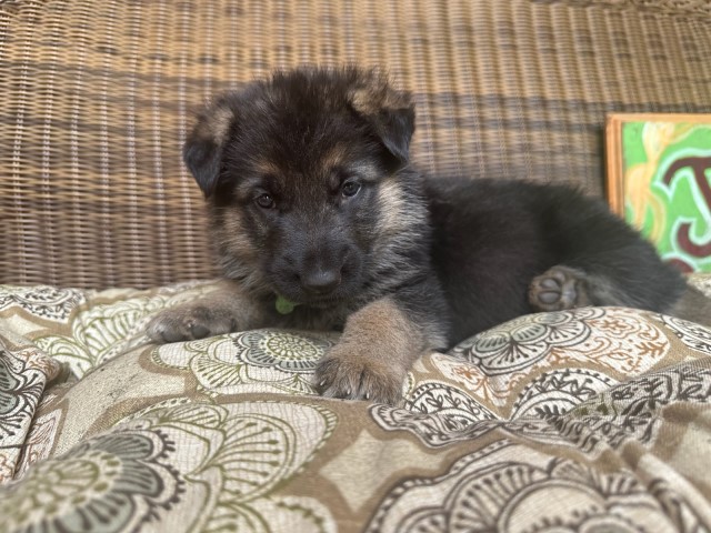 German Shepherd Dog puppy for sale + 64815