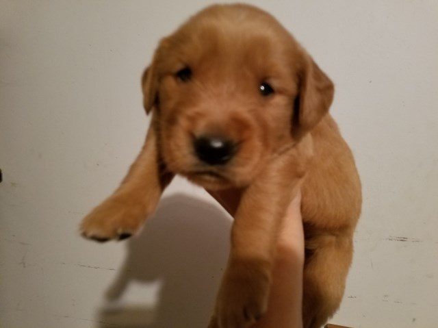 Golden Retriever puppies