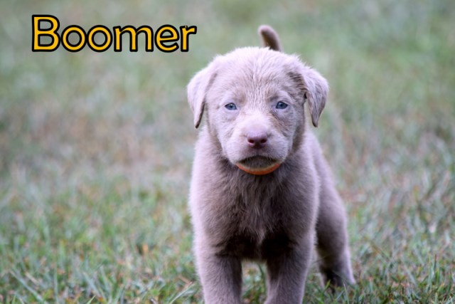 Labrador Retriever puppy for sale + 53415