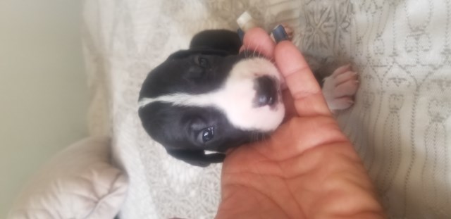 Great Dane puppy for sale + 58537