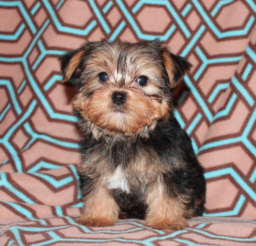 Yorkshire Terrier puppy for sale + 52714