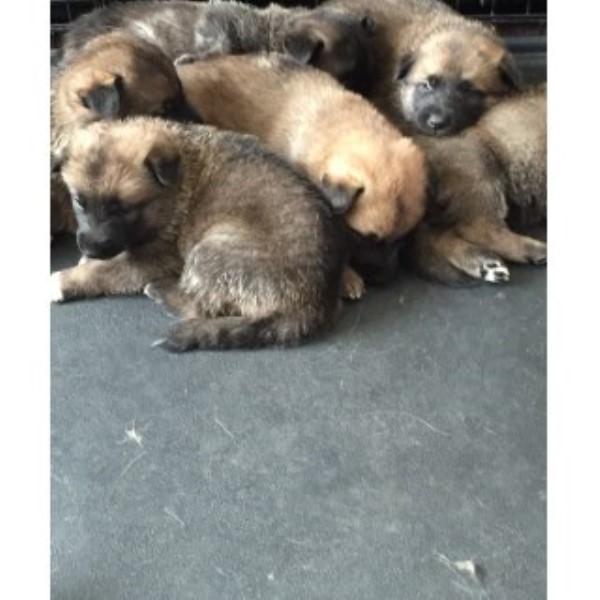 Akita puppy for sale + 44958