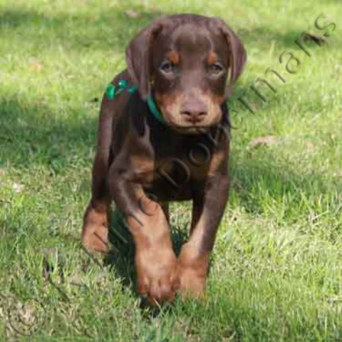 Doberman Pinscher puppy for sale + 50299