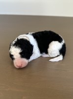 Mini F1b Bernedoodle - Meet Martha - Ready 12/25/2025! Bernese Mountain Dog for sale/adoption