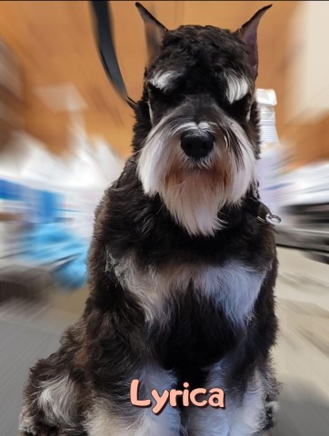 A'Lord Miniature schnauzer