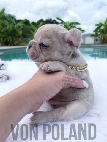 French Bulldog puppy for sale + 62282