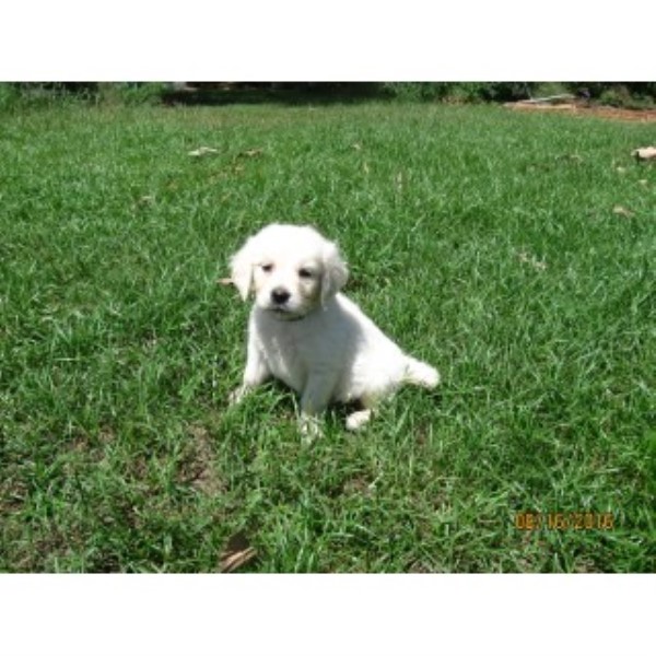 AKC English Creme Puppies