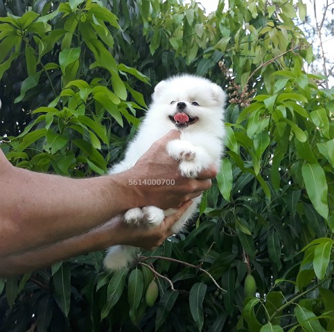 white pomeranian teddy