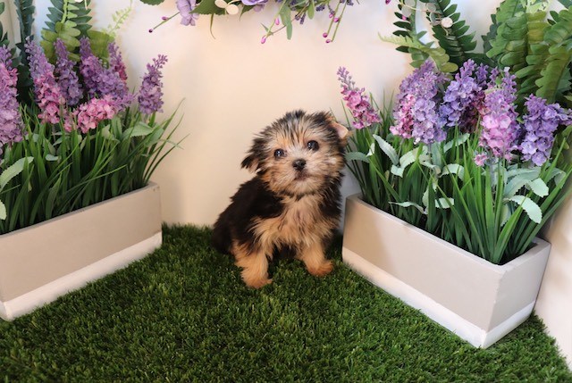 Yorkshire Terrier puppy for sale + 53041