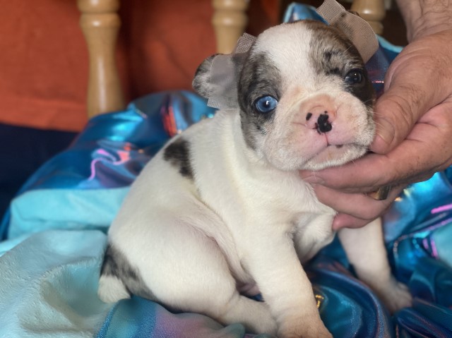 French Bulldog puppy for sale + 52587