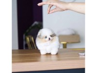 Two Awesome T-Cup Pomeranian Puppies Pomeranian for sale/adoption