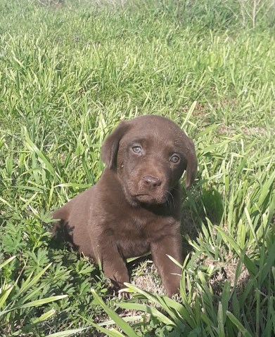 Labrador Retriever puppy for sale + 52438