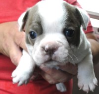 Champaigne colored kid. a Cute little girl! Boston Terrier for sale/adoption