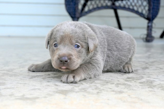 Labrador Retriever puppy for sale + 67090