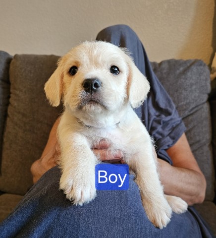 Maltipoo puppy for sale + 66057