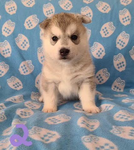 Siberian Husky puppy for sale + 61527