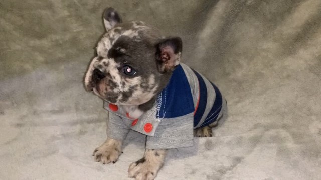 French Bulldog puppy for sale + 59529