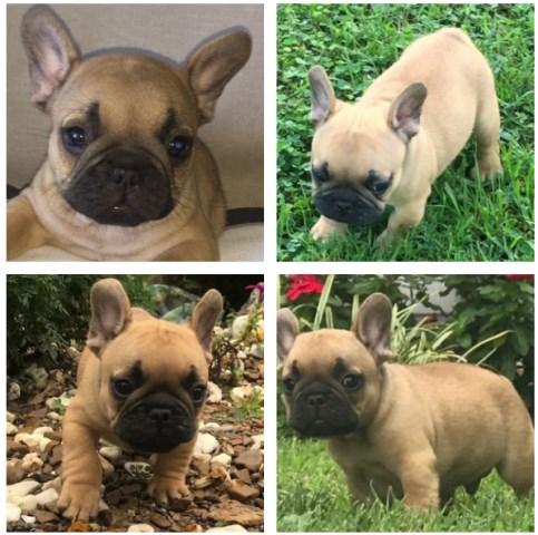 French Bulldog puppy for sale + 54532