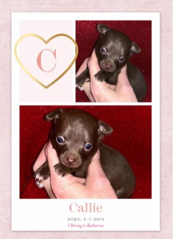 Chihuahua puppy for sale + 53871