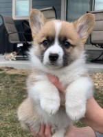 Pembroke Welsh Corgi Puppies and Dogs for sale near you