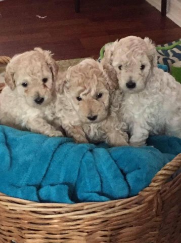 Poodles, Toy for sale Whelp date: 11/25/2016