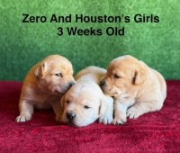 AKC Light Fox Red And Yellow Labrador Puppies Labrador Retriever for sale/adoption