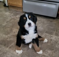 Bernese Mountain Bernese Mountain Dog for sale/adoption