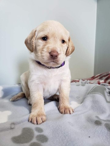 Labradoodle puppies for sale