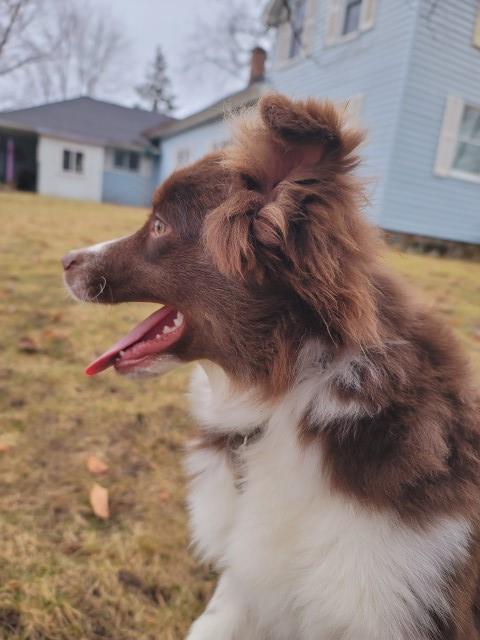 Australian Shepherd Dog puppy for sale + 65021