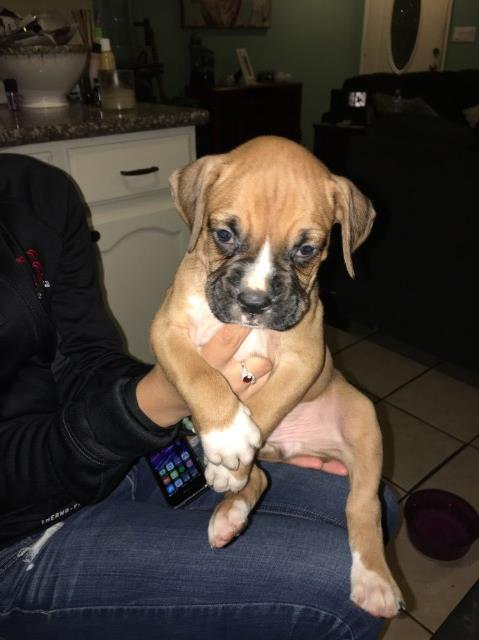 Boxer puppy for sale + 47217