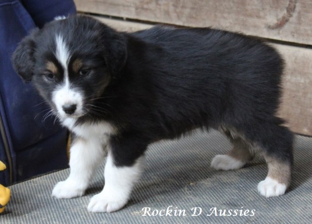 Australian Shepherd Dog puppy for sale + 59468