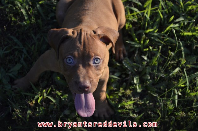 Male Pit Bull Puppy Old Family Red Nose UKC & ADBA Registered