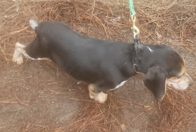 rabbit hunting dogs for sale