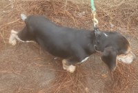rabbit hunting dogs for sale Beagle for sale/adoption