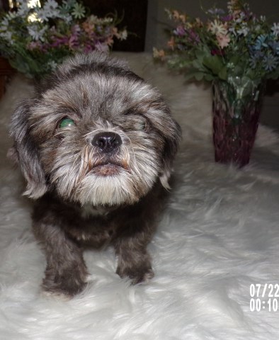 Shih Tzu puppy for sale + 66501