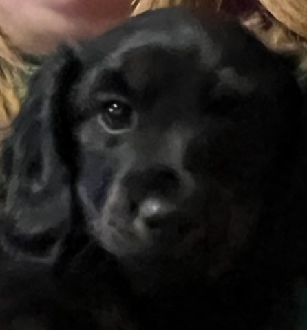 Miniature Daschund Male