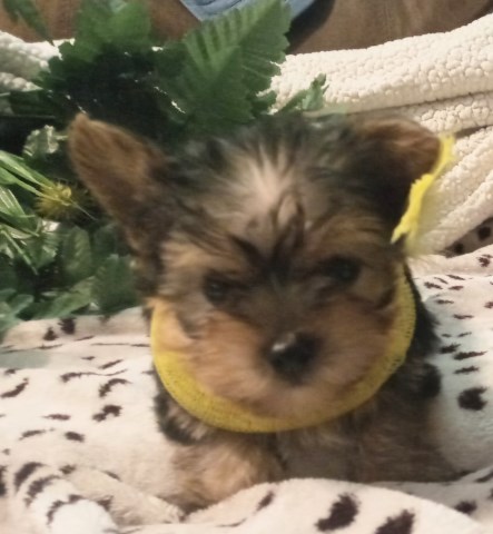 Yorkshire Terrier puppy for sale + 66600