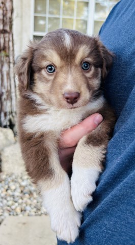 Miniature Australian Shepherd puppy for sale + 52774