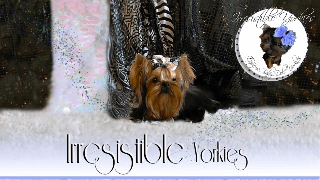 Yorkshire Terrier puppy for sale + 66601