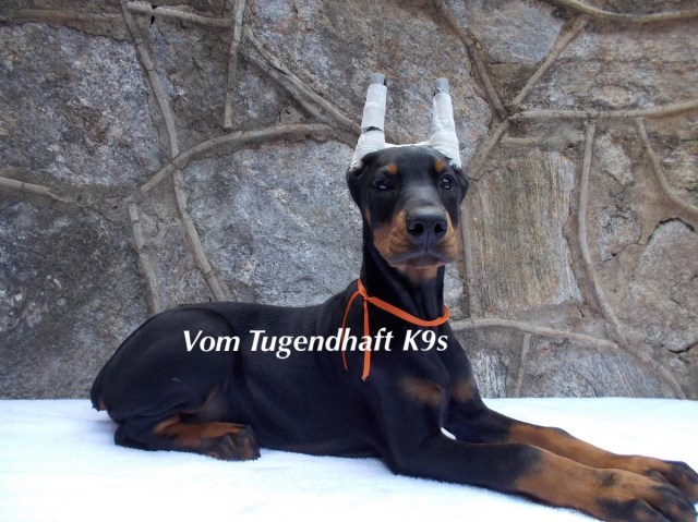 100% European Doberman Pups WITH Ears Cropped