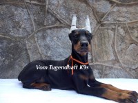 Doberman Pinscher Puppies and Dogs for sale near you