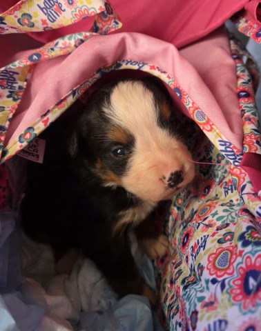 Bernese Mountain Dog puppy for sale + 67114