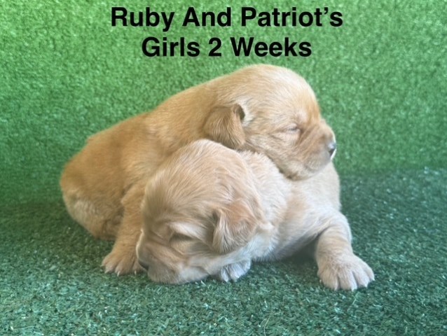AKC Fox Red Female Labrador Puppies