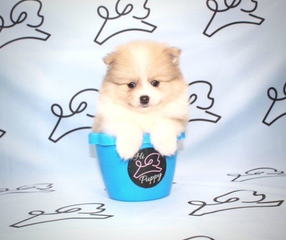 Pomeranian puppy for sale + 61397