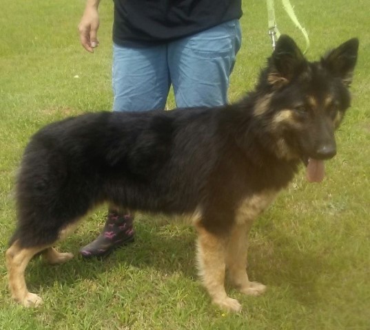 AKC German Shepherd Pups