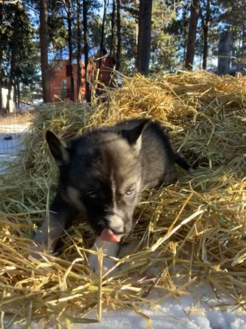 Hemlock! Agouti male with Blue eyes! AKC